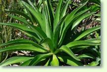 Agave desmettiana