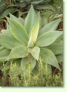 Agave