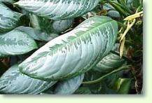 Zum vergrößern klicken Aglaonema nitidum