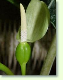 Alocasia sanderiana