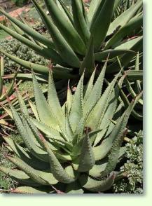 Aloe ferox