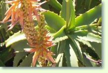 Aloe Arborescens