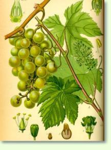 Vitis vinifera