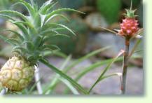 Zum vergrößern klicken Ananas