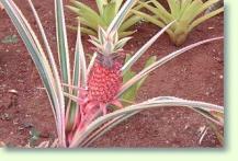 Zum vergrößern klicken Ananas ornamental