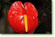 Zum vergrößern klicken Anthurium andreanum