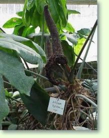 Zum vergrößern klicken Flamingoblumen Anthurium digitatum