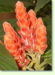 Aphelandra