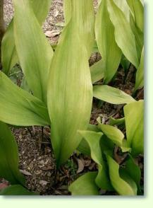 Metzgerpalme: Aspidistra_elatio