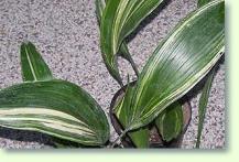 Buntblättrige Metzgerpalme: Aspidistra elatior variegata