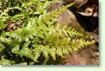 Zum vergrößern klicken Streifenfarn Asplenium