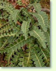 Zum vergrößern klicken Asplenium