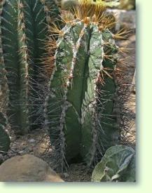 Astrophytum ornatum