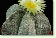 Sternkaktus Astrophytum myriostigma