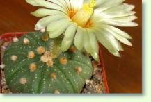 Bischofsmütze Astrophytum asterias