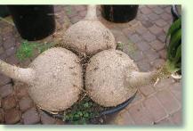 Zum vergrößern klicken Beaucarnea spec.