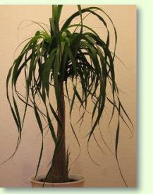 Zum vergrößern klicken Beaucarnea recurvata