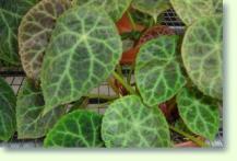 Begonia goegoensis