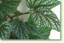 Schiefblatt Begonia