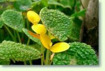 Begonia ficicola