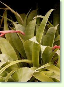 Billbergia