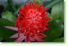 Zum vergrößern klicken Billbergia pyramidalis