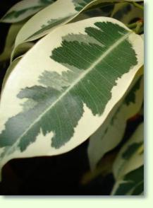 Birkenfeige Ficus Benjamina