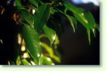 Birkenfeige Ficus benjamina