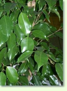 Birkenfeige Ficus benjamina (benjamini)