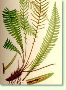 Blechnum spicant