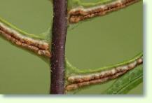 Zum vergrößern klicken Blechnum spicant