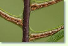 Blechnum spicant