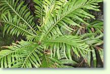 Blechnum gibbum