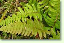 Blechnum gibbums