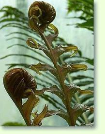 Blechnum brasiliense