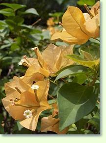 Bougainvillea