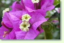 Bougainvillea glabra