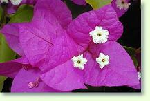 Bougainvillea spectabilis