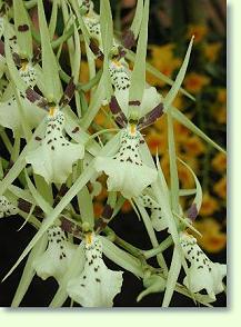 Brassia