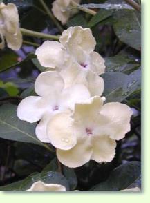 Brunfelsia pauciflora