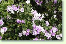 Brunfelsia paucifloralia