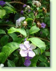 Brunfelsia