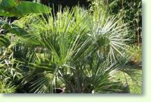 Palmenpflege