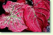 caladium