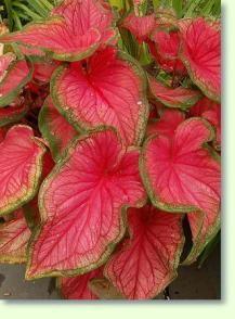 Caladium