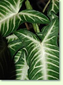 Zum vergrößern klicken Caladium lindenii