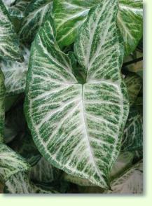 Zum vergrößern klicken Caladium bicolor