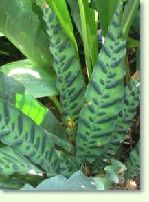 Pfeilwurz: Calathea lancifolia