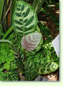 Pfeilwurz: Calathea makoyana