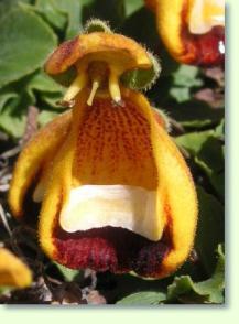 Calceolaria uniflora